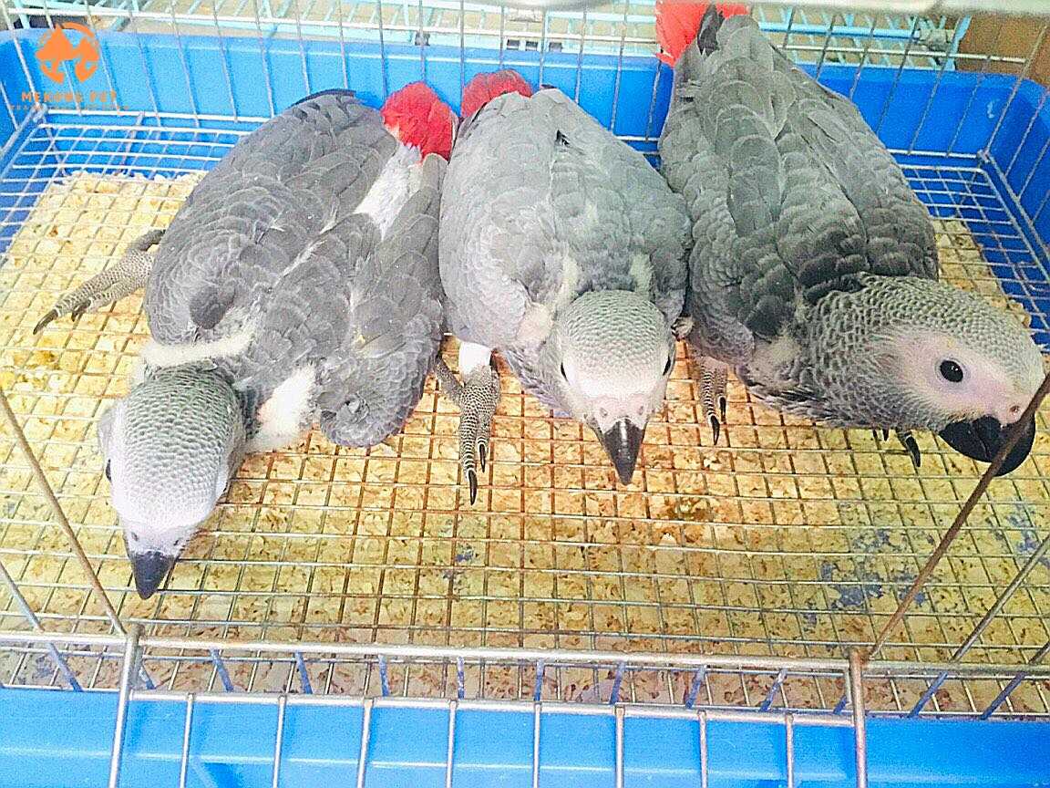 Mua bán vẹt xám châu phi con non tại tphcm, Bình Dương, Đồng nai